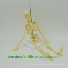 Best-selling PNT-0107 skeleton model anatomical